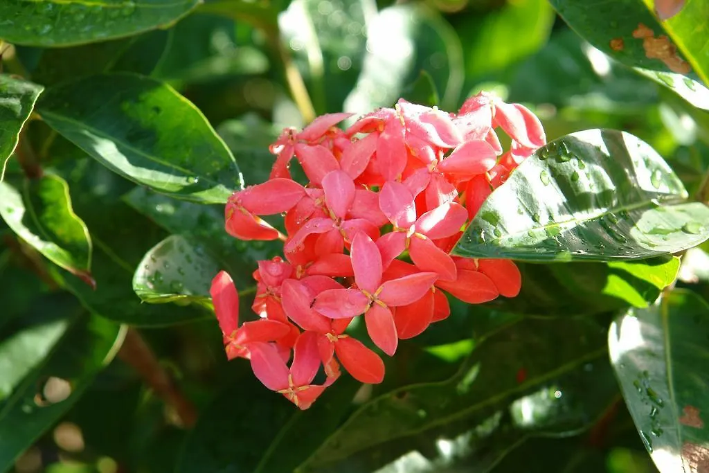 ****  נאי טון ביץ' Andaman White Beach Resort - Sha Plus תאילנד